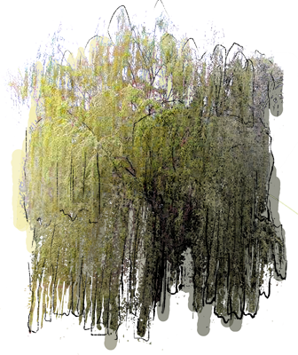 Ringleaf Willow